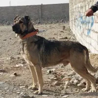 جفت یابی|سگ|ملارد, |دیوار