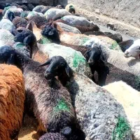 شیشگ میش ۱و۲و۳شیره چاق پنجاه تاهشتادکیلو