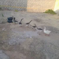 غاز|حیوانات مزرعه|کرمانشاه, |دیوار