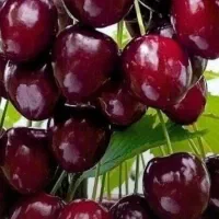 نهال گیلاس تکدانه  انگور صنوبر نیگرا وزیتون پسته