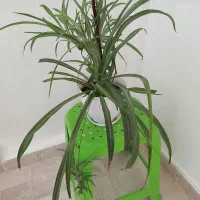 گل طبیعی