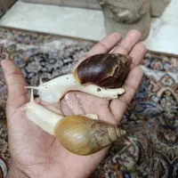 معاوضه حلزون