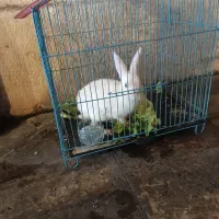 خرگوش