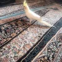 عروس هلندی