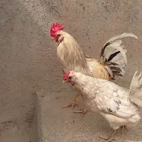 فروش فوری یک جفت مرغ و خروس گلین لری