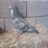 کبوتر