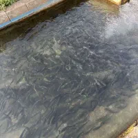 پرورش و فروش ماهی قزل آلا زنده