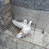 کفتر|پرنده|فشاپویه, |دیوار