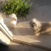سگ پاکوتاه خارجی