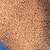 فروش قهوه فوری هند