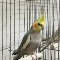 عروس هلندی، قناری، مرغ عشق، قفس 8 خان