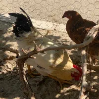 خروس‌جوان برای قربانی