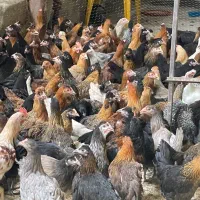 مرغ و خروس ۴ماهه گل پایگانی کاکلی پیلموت درجه یک