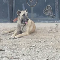 سگ سرابی