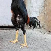 خروس لاری جوجه لاری اوشامو و افغان