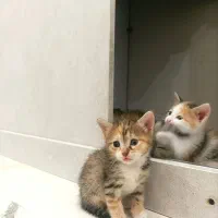 واگذاری رایگان بچه گربه