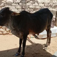 گوساله نر خانه ای بفروش می رسد