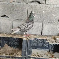 سرور دم سفید با سیاه گرفتنی