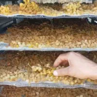 دستگاه های خشک کن‌میوه انگورسیب...bom300