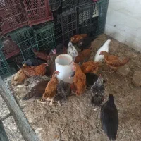 مرغ و خروس محلی کاملا ارگانیک