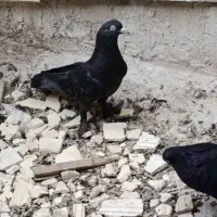 کاسک|پرنده|بم, |دیوار