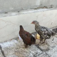جوجه رسمی