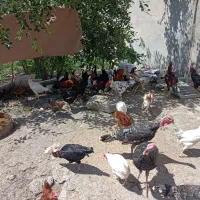 مرغ خروس گلین لر