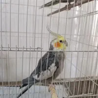 عروس هلندی جفت و مولد