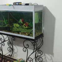 اکواریوم