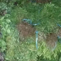 سبزی پاک شده برای پخش