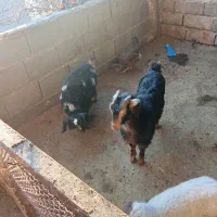 چهارعددبزفاله ماده