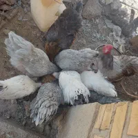برهما بلو
