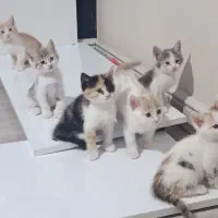 واگذاری بچه گربه خونگی