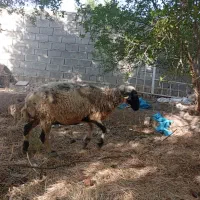 میش