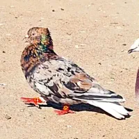 نر آتشی دم سفید