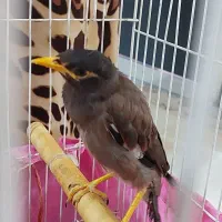 جوجه مینا شاه تخم سه ماهه