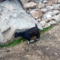 بیگ|حیوانات مزرعه|ایذه, |دیوار