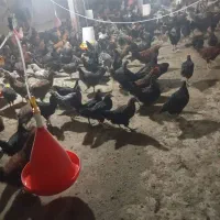 مرغ خروس 4 ماهه جوجه یکماهه روزه هم موجوده
