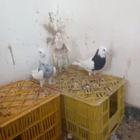 ۳تا طوقی فروشی