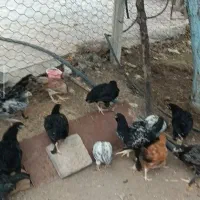 فروش مرغ و خروس لاری ، برهما ، بوقلمون و جوجه
