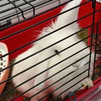 خرگوش لوپ|موش و خرگوش|رشت, شهریاران|دیوار