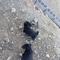 سگ پاکوتاه