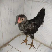 مرغ و خروس