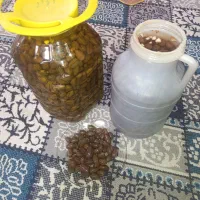 زیتون