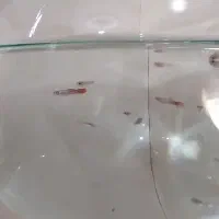 ۱۸تا ماهی گوپی ۳ماهه