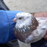 نر کفتر