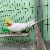 عروس هلندی نر