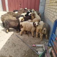 گوسفند داشتی