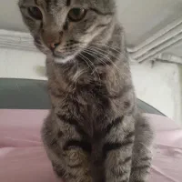گربه‌ی رها شده ( نیازبه سرپرستی)