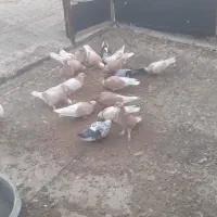 کبوتر شازده زرد و زرد